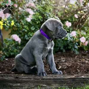 Fiona, Cane Corso Puppy